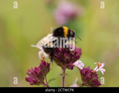 Bumblebee (Bombus terrestris), su fiore di timo selvaggio (Thymus serphyllum), Kent UK Foto Stock