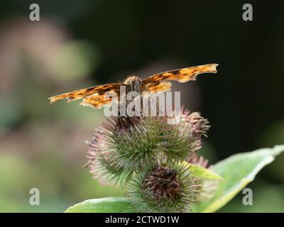 Virgola Butterfly (Polygonia c-album) Kent, UK, Nectaring on Thistle flower Foto Stock