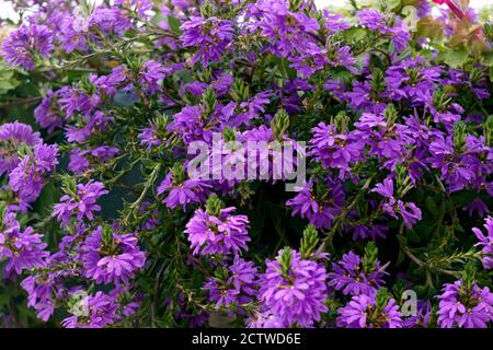 Fiori viola in una pentola di fiori in giardino. Foto Stock