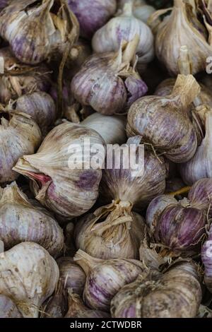 Testine profumate di aglio appena raccolte, di colore verdolino-porpora in scatola. Foto Stock
