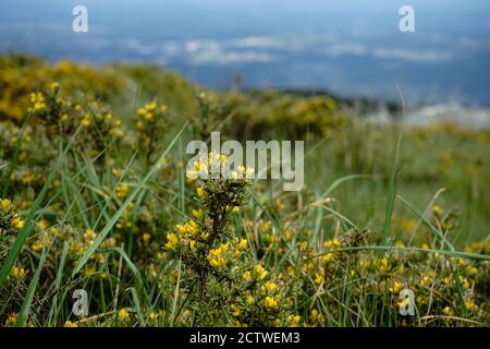 Foto in primo piano di splendidi fiori selvatici a Serra do Caramulo, Portogallo Foto Stock