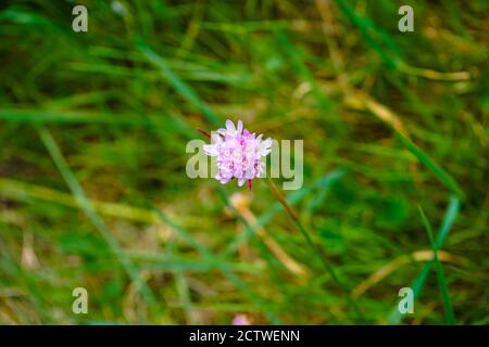 Foto in primo piano di splendidi fiori selvatici a Serra do Caramulo, Portogallo Foto Stock