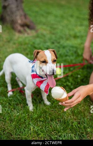 Vista ritagliata della giovane donna che tiene il gelato vicino al jack russell cane terrier Foto Stock