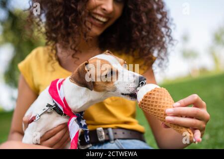 Vista parziale di giovane donna che alimenta Jack russell terrier cane gelato Foto Stock