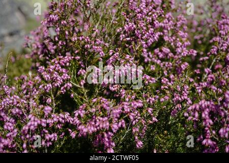 Foto in primo piano di splendidi fiori selvatici a Serra do Caramulo, Portogallo Foto Stock