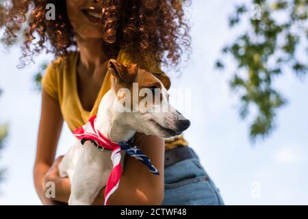 vista ritagliata di donna riccia che tiene il jack russell terrier cane contro il cielo blu Foto Stock