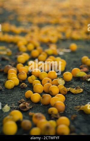 Molte prugne di ciliegio mature dorate si trovano a terra. Foto verticale Foto Stock