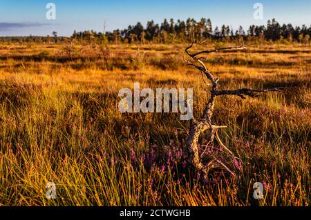 Interessante tronco di albero essiccato circondato da cespugli di erica viola in fiore su uno sfondo bokeh. Foto Stock