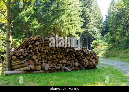 Pila di tronchi di alberi accatastati in una foresta vicino ad una strada. Pile di legno tagliato. Tronchi di legno, legname di tronchi Foto Stock