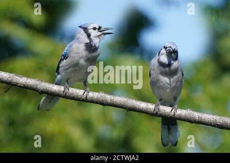 Blue Jays che combatte sul cibo all'alimentatore Foto Stock