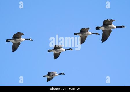 Oche del Canada in volo Foto Stock