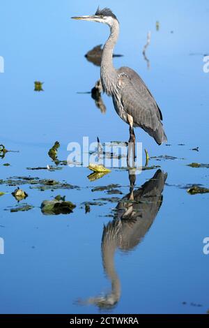 Grande Blue Heron in natura Foto Stock