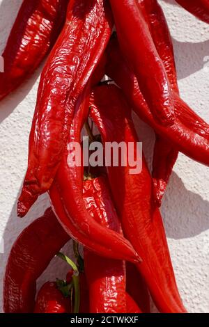 Peperoni rossi dolci che asciugano al sole a Andalucía, Spagna Foto Stock