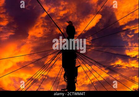 Gabbiano sul palo del telegrafo a Sunset.Bird su un filo. Foto Stock