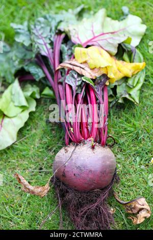 Radice di barbabietola homegrown appena sollevata dal suolo Foto Stock