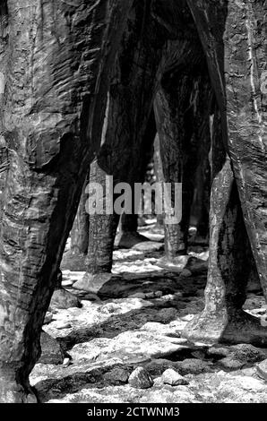 Il silenzio mi fa male Foto Stock