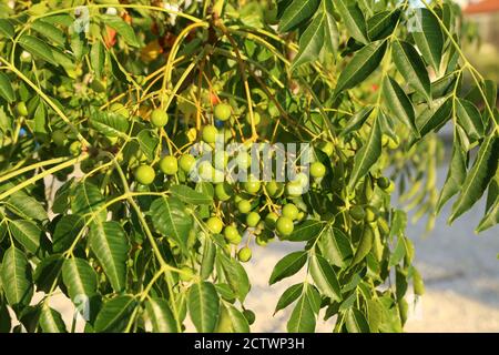 Bacche verdi pendono su rami di alberi nel giardino Foto Stock