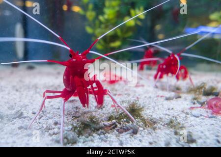 Fuoco, sangue, scarlatto, gamberi più puliti, Lysmata Debelius, indigeni dell'Indo-Pacifico. Foto Stock