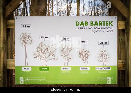 Zagnansk, Polonia, marzo 2019 Consiglio di notifica con confronto ad un albero antico chiamato Bartek e altri alberi più alti e più vecchi in Polonia Foto Stock