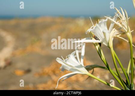 Amaryllis borer caterpilla, è una falena della famiglia Noctuidae, parassitica del daffodil mediterraneo. Foto Stock