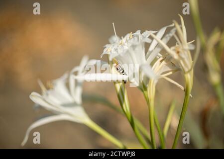 Amaryllis borer caterpilla, è una falena della famiglia Noctuidae, parassitica del daffodil mediterraneo. Foto Stock