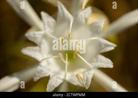 Amaryllis borer caterpilla, è una falena della famiglia Noctuidae, parassitica del daffodil mediterraneo. Foto Stock