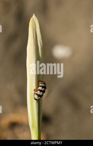 Amaryllis borer caterpilla, è una falena della famiglia Noctuidae, parassitica del daffodil mediterraneo. Foto Stock