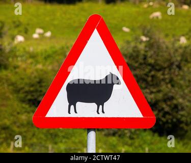 Un cartello stradale in Galles, Regno Unito, che avverte i conducenti di pecore che potrebbero camminare sulla strada. Foto Stock