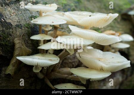 Fungo di porcellana (Mucidula mubida) che cresce su un albero di faggio caduto all'inizio dell'autunno a Priors Wood, Somerset del Nord, Inghilterra. Foto Stock