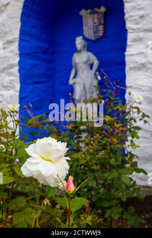 Una rosa bianca nel bellissimo villaggio di Portmeirion nel Galles del Nord, Regno Unito. Foto Stock