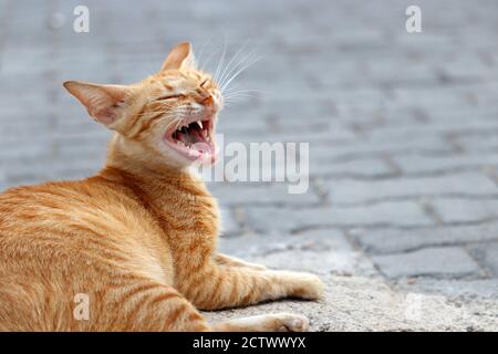 Il gatto dello zenzero sbadiglia seduto su una strada. Divertente animale domestico all'aperto Foto Stock