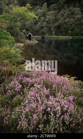 Erica viola che cresce vicino alla vecchia casa di boathouse sulle rive di una calma su Loch Chon nel Trossachs National Park, Scozia Foto Stock