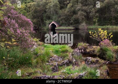 Erica viola che cresce vicino alla vecchia casa di boathouse sulle rive di una calma su Loch Chon nel Trossachs National Park, Scozia Foto Stock