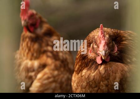 Galline all'interno di un recinto, Isole di Scilly. Foto Stock