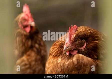 Galline all'interno di un recinto, Isole di Scilly. Foto Stock