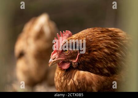 Galline all'interno di un recinto, Isole di Scilly. Foto Stock