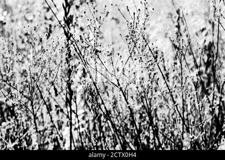 sfondo di erbe secche autunnali in un prato selvaggio Foto Stock