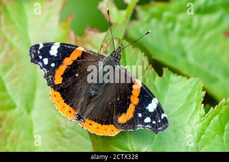 Vanessa atalanta, farfalla rossa ammiraglio seduta sulla foglia Foto Stock