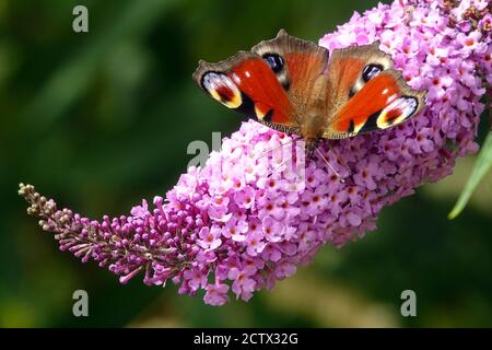 Farfalla europea di pavone Aglais io / Inachis io su fiore seduta e nutrimento nettare su Buddleia davidii fiore rosa Budleia farfalla Foto Stock