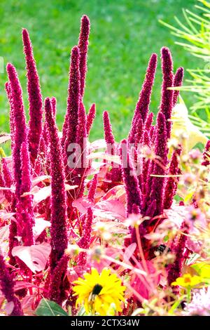 Fiori di piante di amaranto rosso in letto annuale Foto Stock