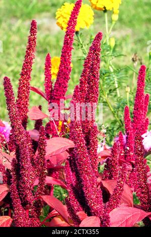 amaranthus rosso pianta Foto Stock