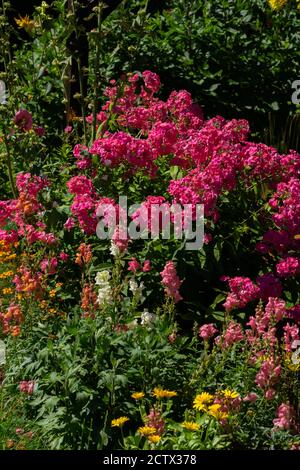 Un bel cespuglio di fiori di flox rosa scuro su uno sfondo di foglie verdi. Foto Stock