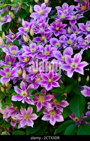 Bella lilla clematis fiori fioriti sul cespuglio contro il muro. Foto Stock