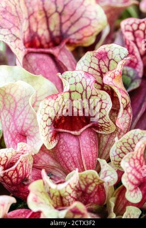 Pianta caraffa Sarracenia purpurea "venosa" foglie di vene viola Foto Stock