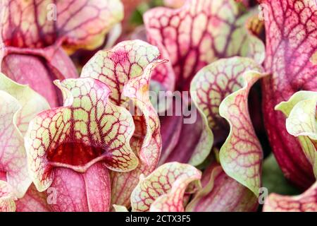 Sarracenia purea venosa fiore tubolare Foto Stock