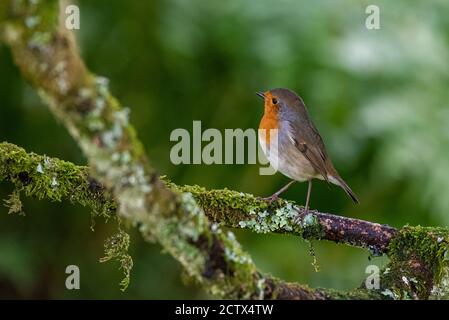Un robin, erithacus rubecula, seduta appollaiato su un ramo in un giardino bush in Scozia Foto Stock
