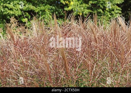 Erba ornamentale fiorente, Miscanthus sinensis in colori autunnali Foto Stock