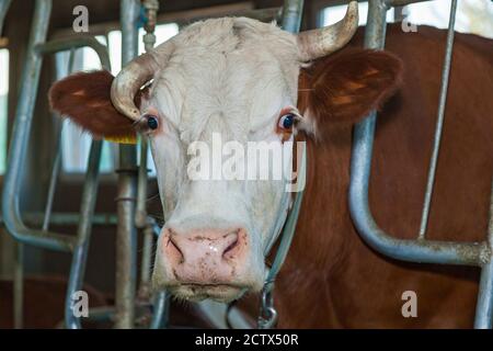 Un corale per le mucche in un eco-fattoria. Azienda agricola ecologica per la produzione di latticini latte, formaggi, casette, panna acida e burro. Stallo per mucche in Foto Stock