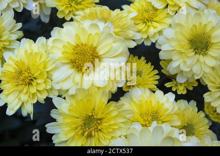 Un grande gruppo di fiori di crisantemo gialli con grande dettaglio e sfondo nero. Foto Stock