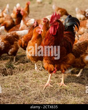 Kamp-Lintfort, Nord Reno-Westfalia, Germania - agricoltura biologica NRW, polli biologici, polli a gamma libera vivono nella fattoria Bioland tutto l'anno in Foto Stock